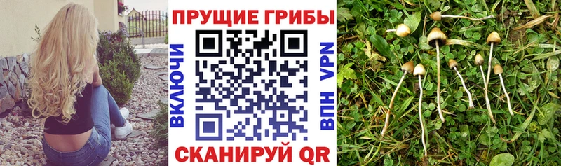 Псилоцибиновые грибы Magic Shrooms  Кувшиново 